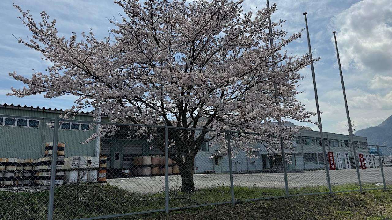 当社いなべ工場の桜も満開になりました！